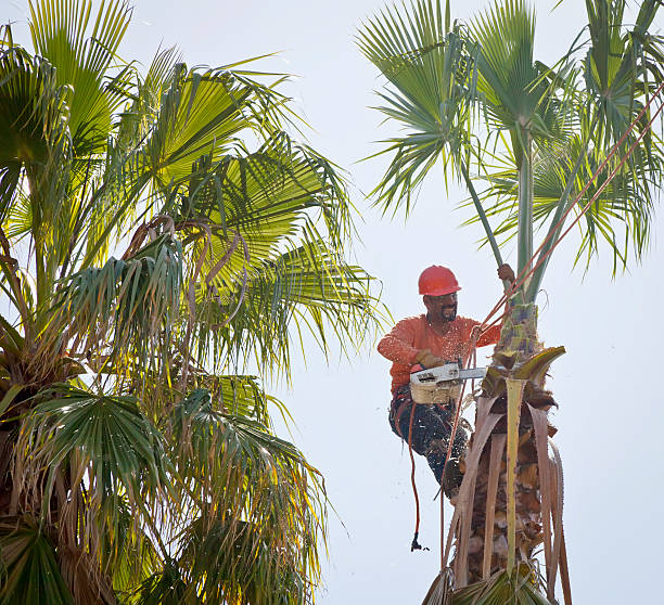 Best Tree Removal Near Me  in Ohatchee, AL